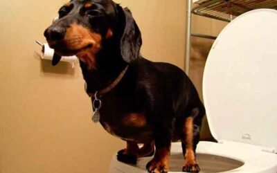 Educar a tu mascota en casa o el jardín