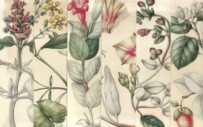 Vademecum de plantas medicinales