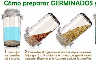 Como preparar Rejuvelac