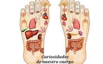 Curiosidades de nuestro cuerpo