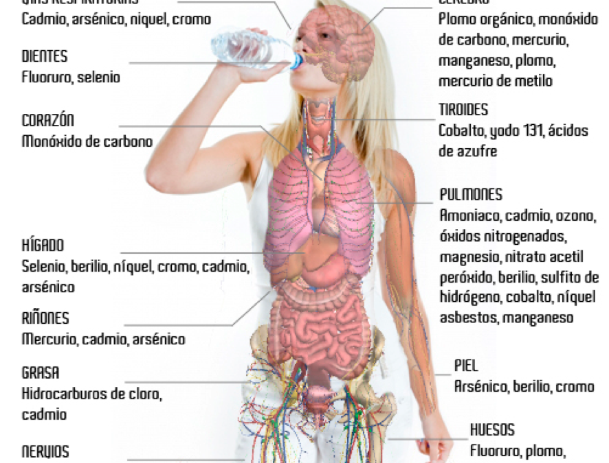 Las toxinas en nuestro cuerpo