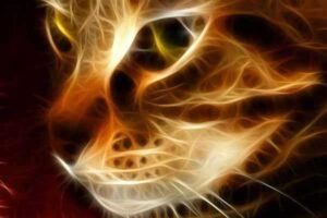 los gatos