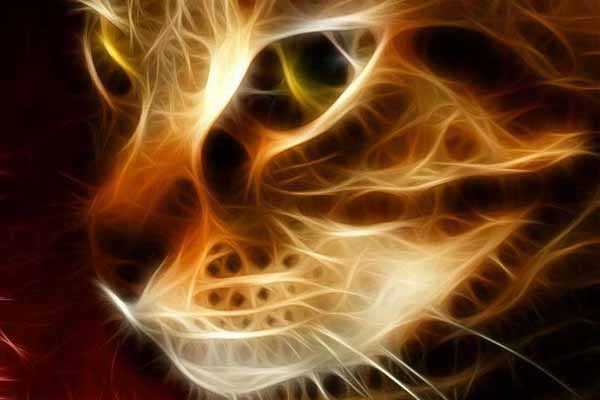 Nuestros guardianes protectores: los gatos.