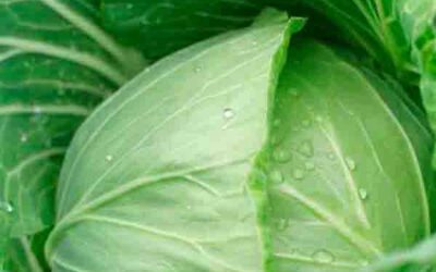 Una planta milagrosa: la col