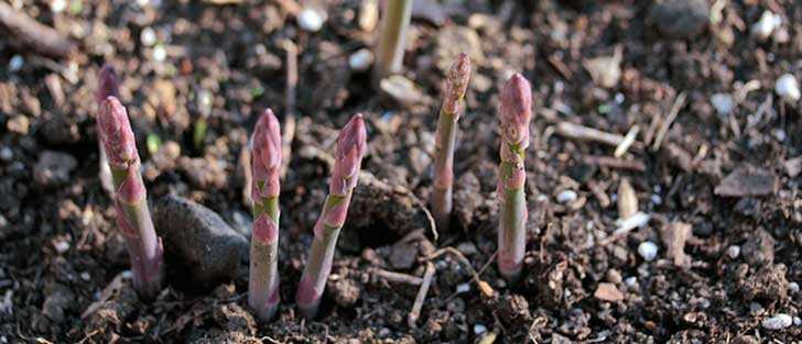 asparagus