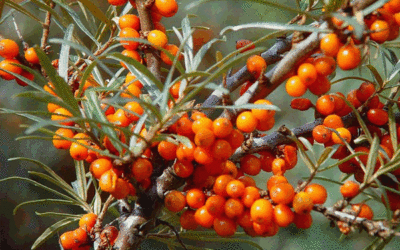 El espino amarillo un regenerador natural para tu piel