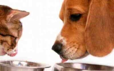Alimentos que no deberías dar a tu mascota