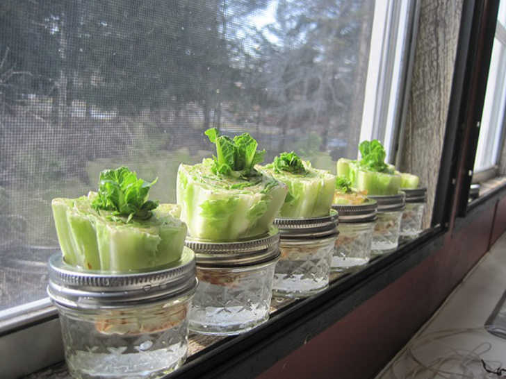 re-growing-lettuce