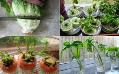 COMO GERMINAR TUS PROPIAS VERDURAS