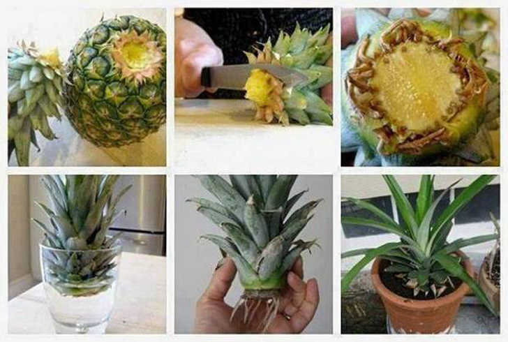 vegetales_comprar_una_vez_26