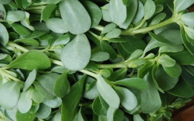 Verdolaga, una planta olvidada