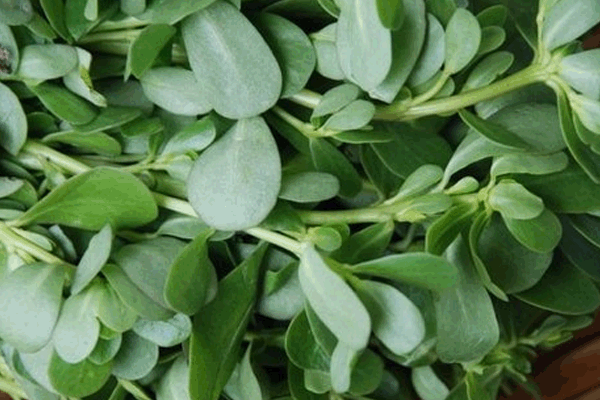 Verdolaga, una planta olvidada