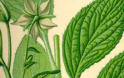 Propiedades medicinales de la BORRAJA