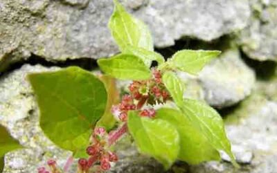 Parietaria, una planta muy diurética