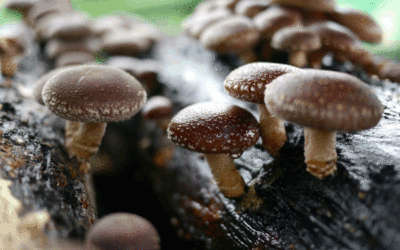 Un hongo fortalecedor del sistema inmune: el shiitake