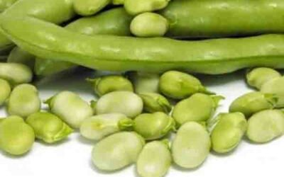 Propiedades nutricionales de las Habas