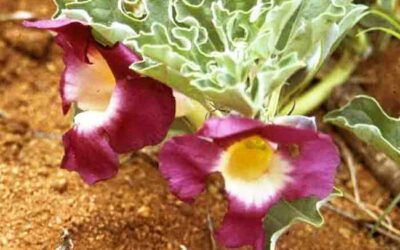 Fitoterapia Anti-dolor: Harpagofito