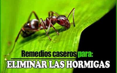 Consejos caseros para eliminar las hormigas