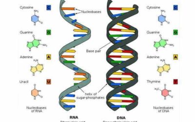 EL ADN ES PROGRAMABLE: CONFIRMADO