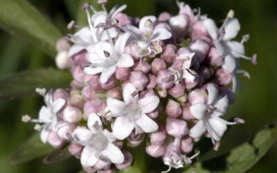 Raíz de valeriana para dejar de fumar