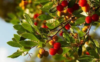 Flores de Bach – OAK / ROBLE (22)