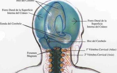 TERAPIA CRANEOSACRAL BIODINÁMICA
