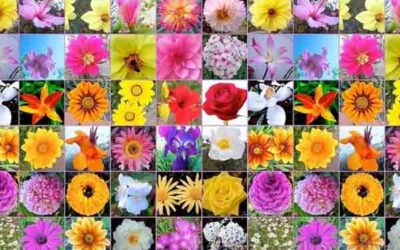 DEJAR LAS DROGAS CON LAS ESENCIAS FLORALES