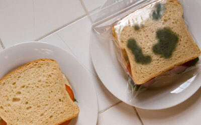 EL MOHO EN LOS ALIMENTOS
