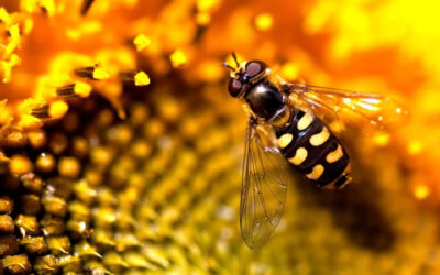 Ayuda a la alergia de las picaduras de las abejas
