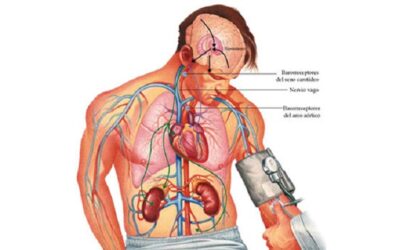 EJERCICIO PARA BAJAR LA PRESIÓN ARTERIAL
