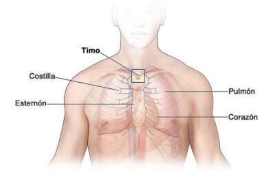 EL TIMO: Es el gran RECEPTOR de la energía del Corazón