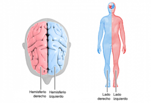 El cuerpo humano: lado derecho & izquierdo