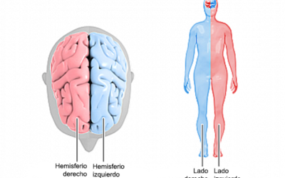 El cuerpo humano: lado derecho & izquierdo