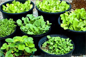 CULTIVA TUS PROPIAS HORTALIZAS CON LAS SOBRAS