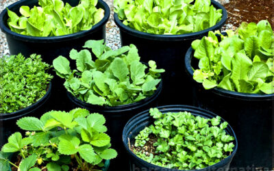 CULTIVA TUS PROPIAS HORTALIZAS CON LAS SOBRAS
