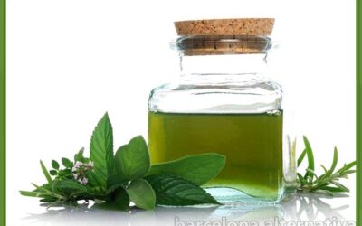 ELABORA FACILMENTE ACEITE ESENCIAL HIERBABUENA