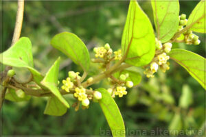 GYMNEMA SYLVESTRIS CONTRA LA DIABETES