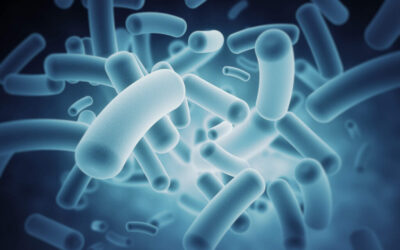 Los microbios que mantienen tu figura