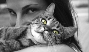 Los gatos