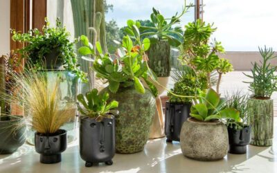 Plantas que capturan ondas del PC